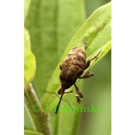 Curculio nucum Linnaeus, 1758 Słonik orzechowiec